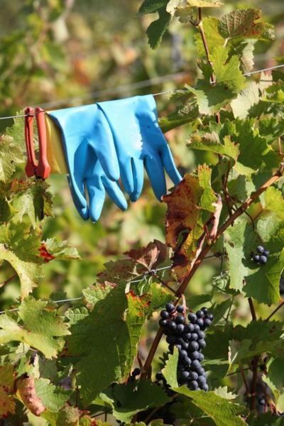 Weingut Matthias Dostert / Culinarium 호텔 니텔 외부 사진